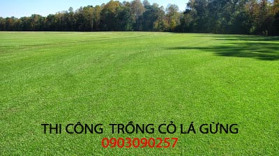 co_la_gung_mt-canh quan viet_ 12