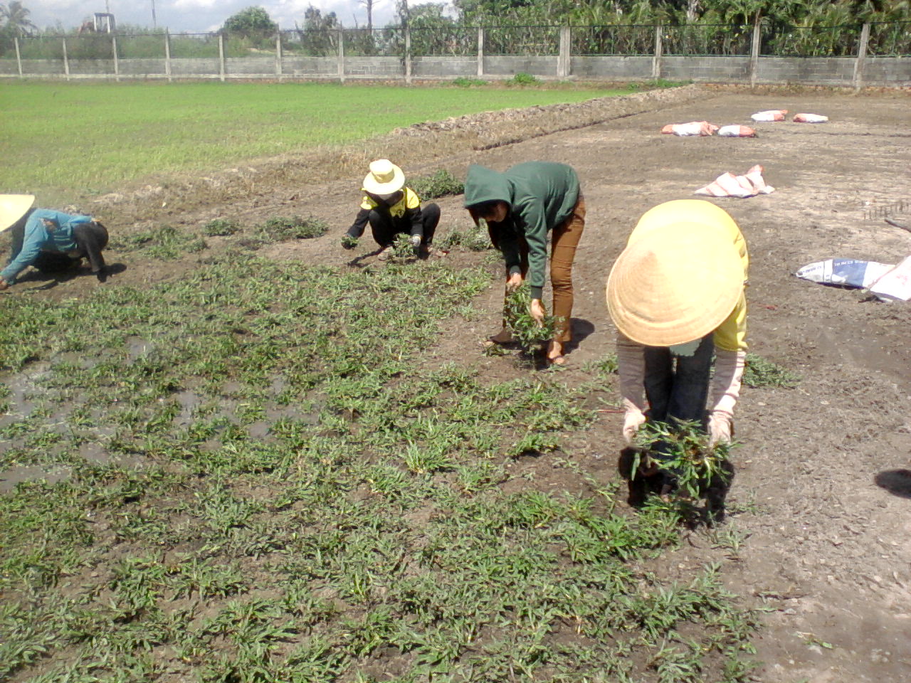 co_la_gung_mt-canh quan viet_ 4