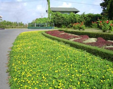Quy Trình Trồng Cỏ Đậu Phộng