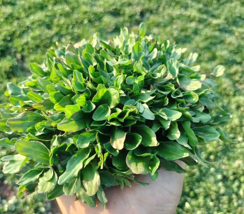 CO-LA-GUNG-THAI-1