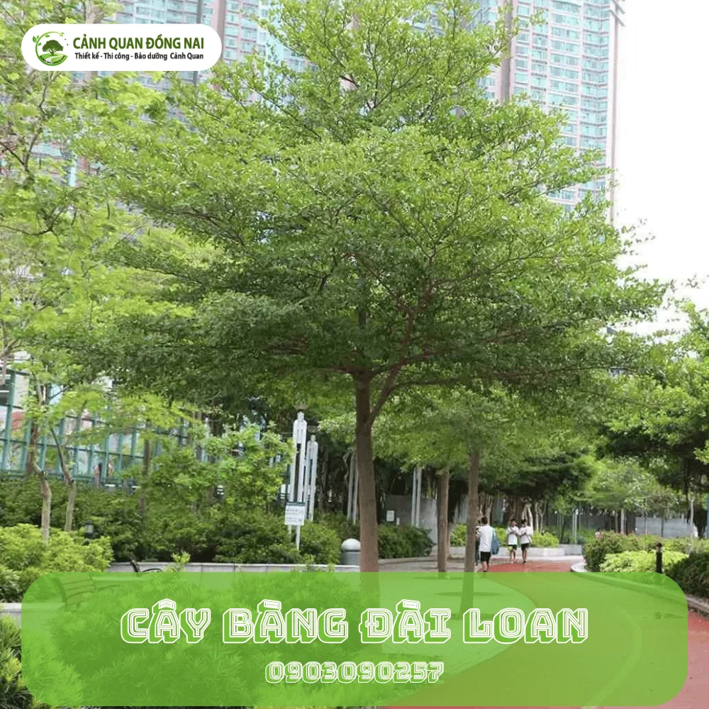 cay bang dai loan