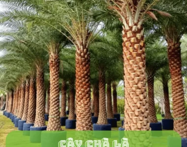 Các Loại Cây Bóng Mát Phổ Biến Nhất Hiện Nay