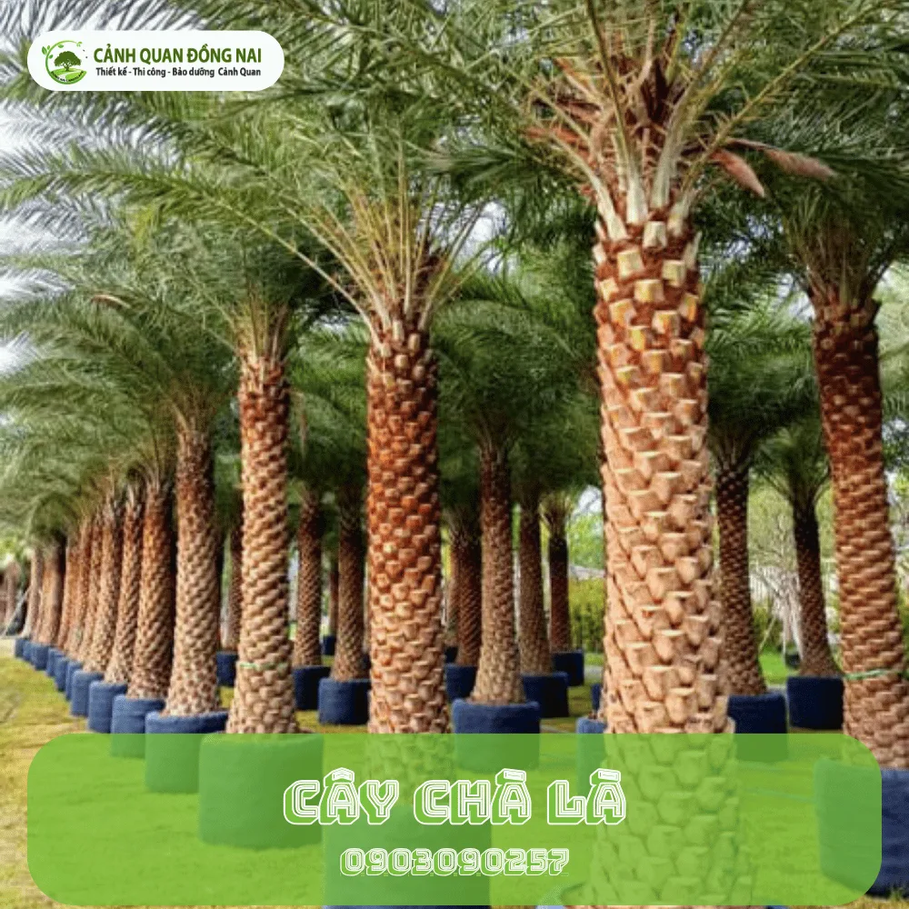 cay cha la