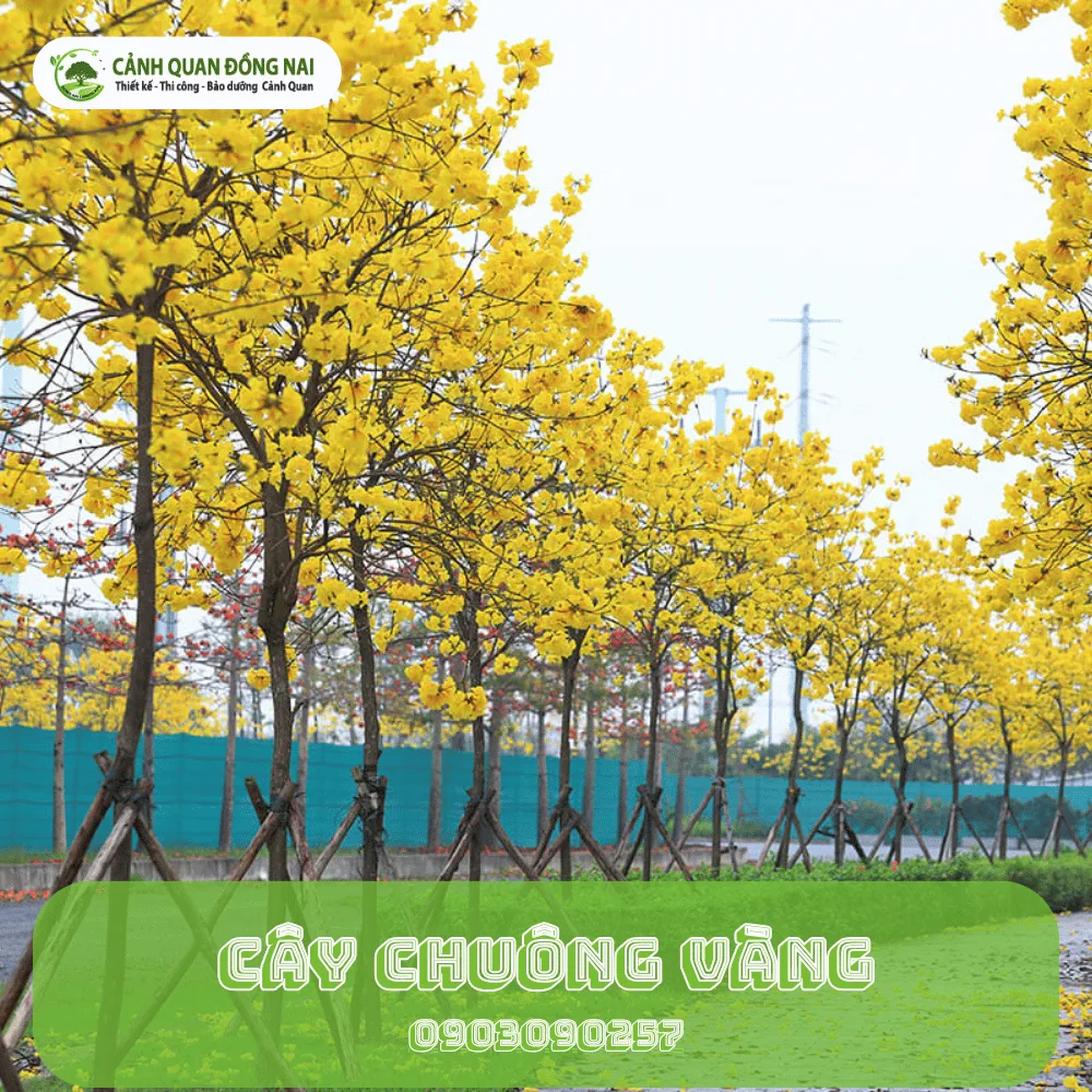 cay chuong vang