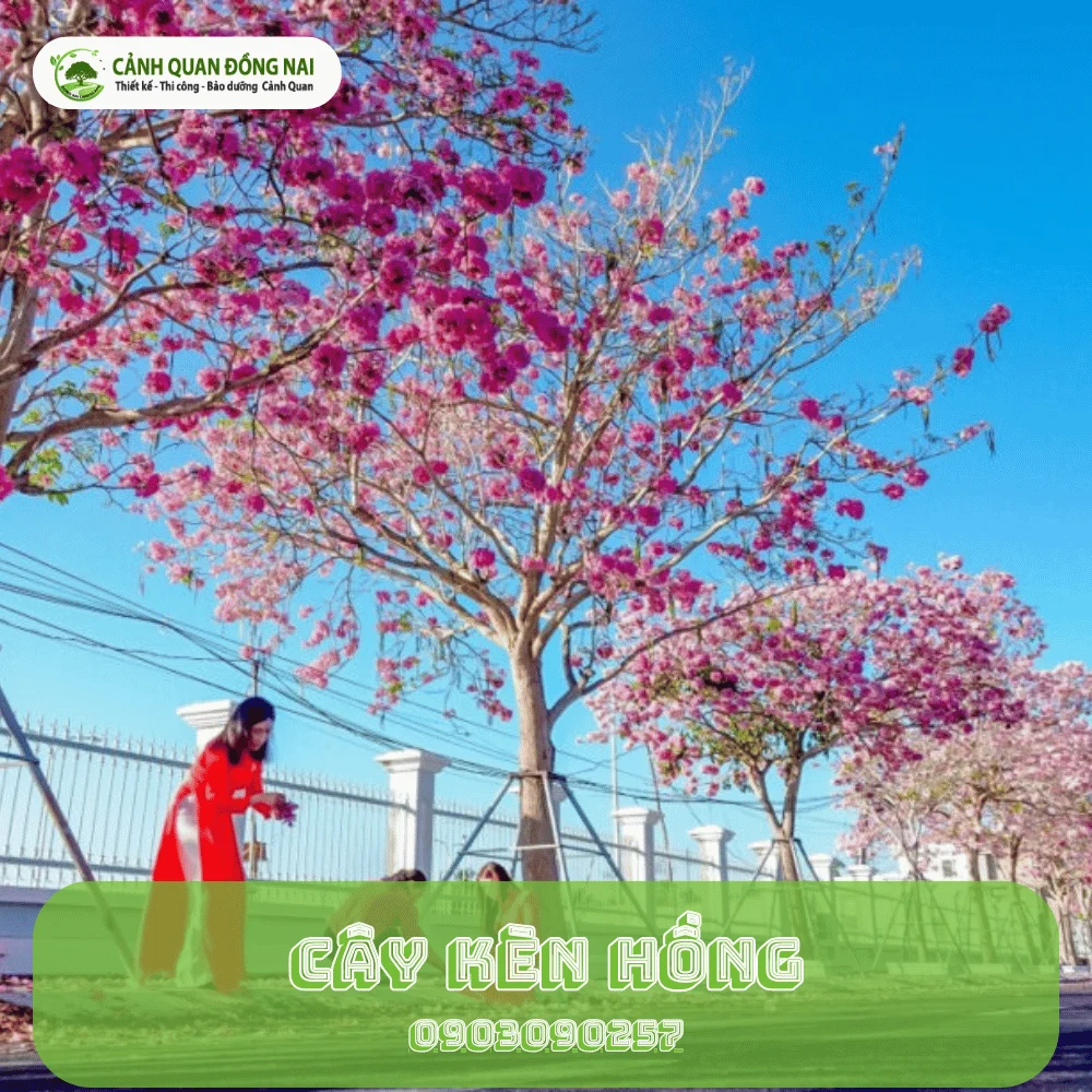 cay ken hong