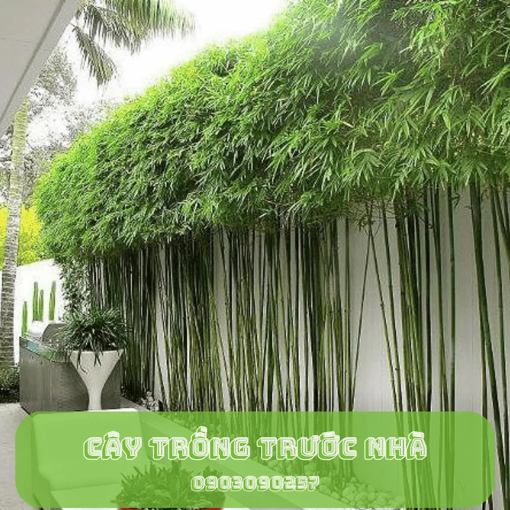 Cây Lộc Vừng-1