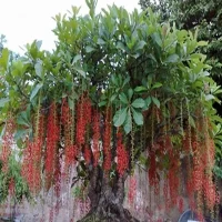 Cây Lộc Vừng Cổ Thụ