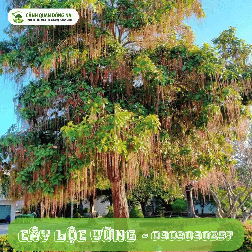 cay loc vung