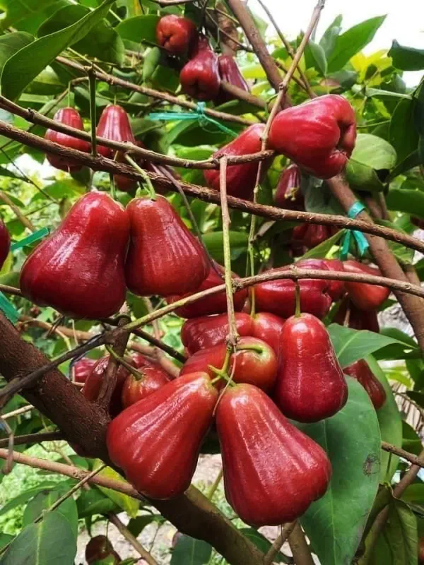 Cây mận