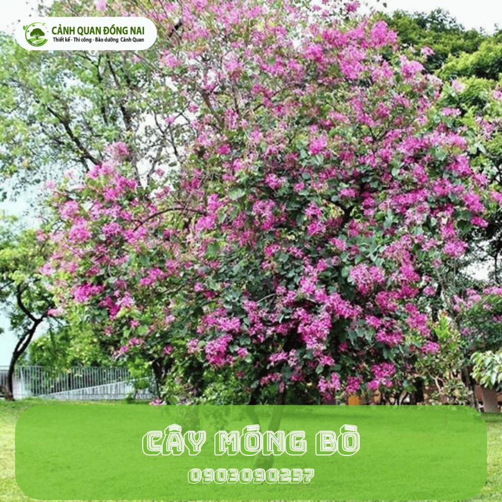 cay mong bo (2)