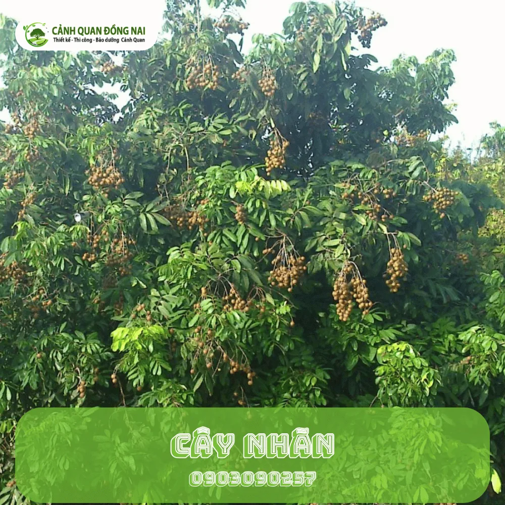 CAY NHAN