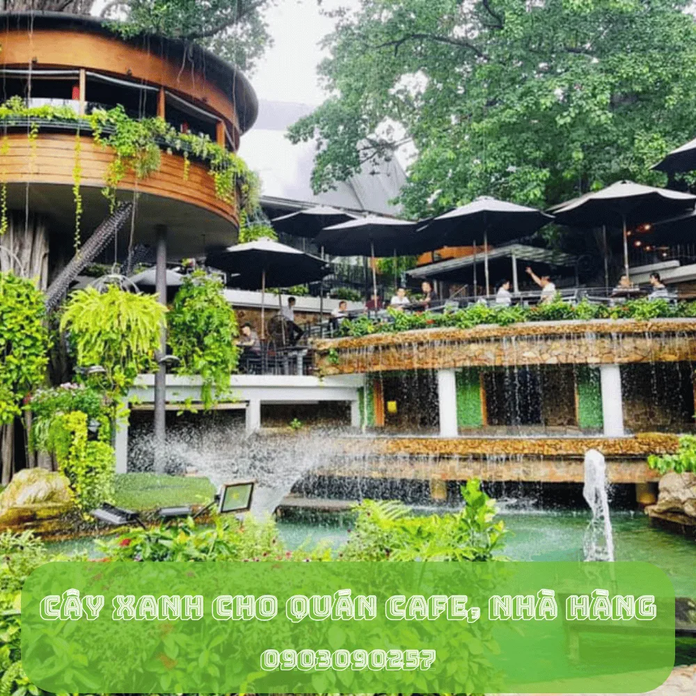Cây xanh cho quán cafe, nhà hàng