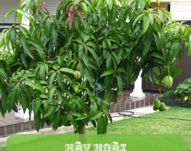 Các Loại Cây Ăn Quả Cho Trồng Cây Công Trình