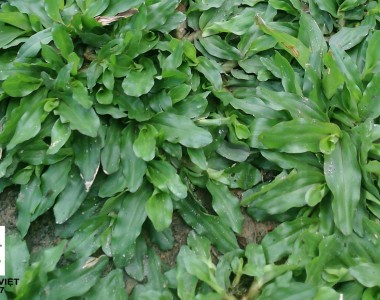 Dịch vụ trồng Cỏ Lá Gừng Thái