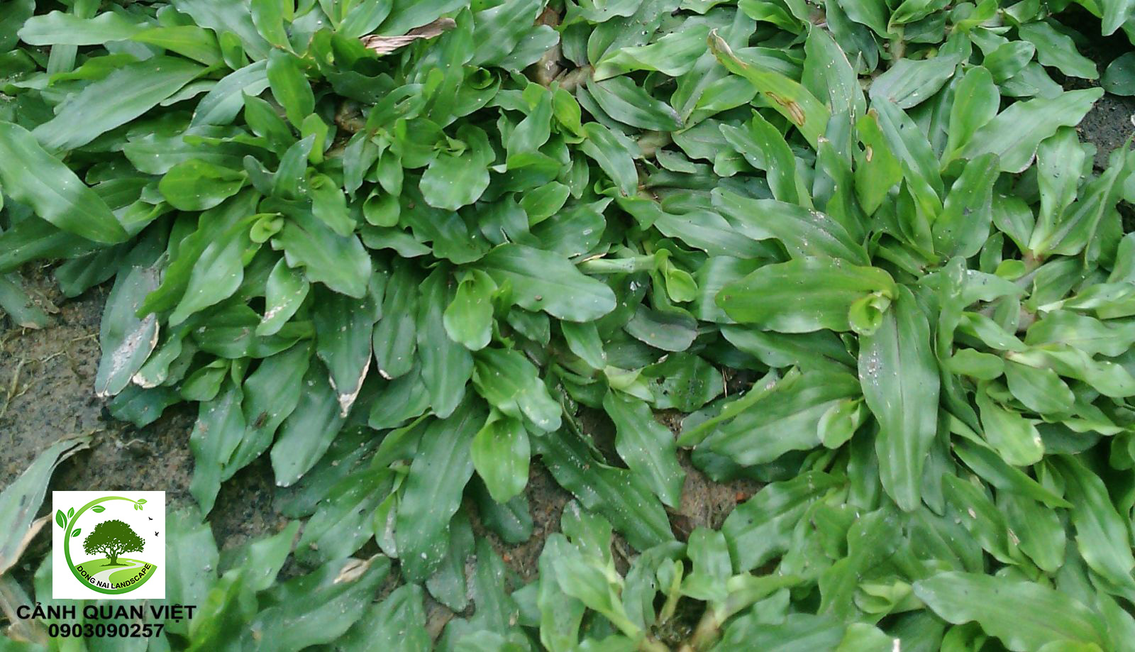 Cỏ Lá Gừng Thái