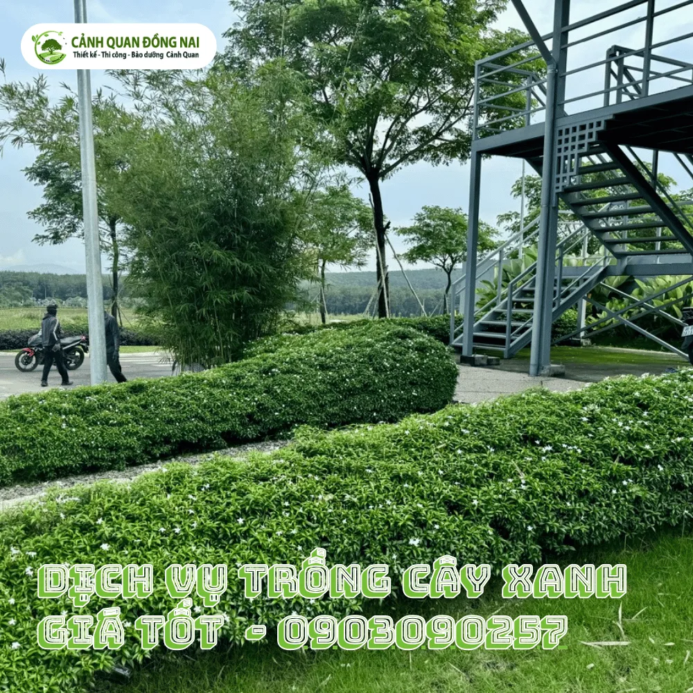 Dịch Vụ Trồng Cây Xanh Giá Tốt (2)