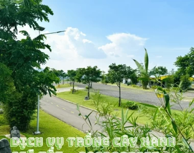 Dịch Vụ Trồng Cây Xanh Giá Tốt