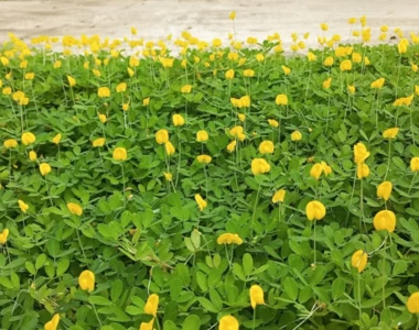 Dịch vụ trồng cỏ đậu phộng chuyên nghiệp – cảnh quan đồng nai
