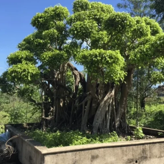 Sanh Bon Sai Lớn