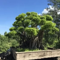 Sanh Bon Sai Lớn