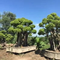 Sanh Bon Sai Lớn
