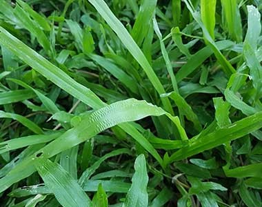 Dịch Vụ Trồng Cỏ Lá Gừng