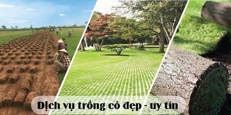 dich-vu-trong-co-uy-tin