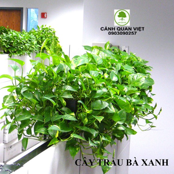 Cây Trầu Bà Xanh