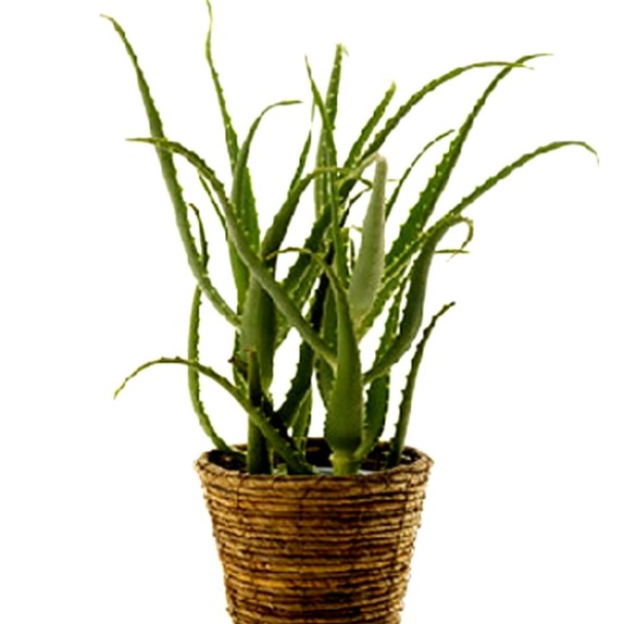 Cây Lô Hội (Cây Nha Đam)