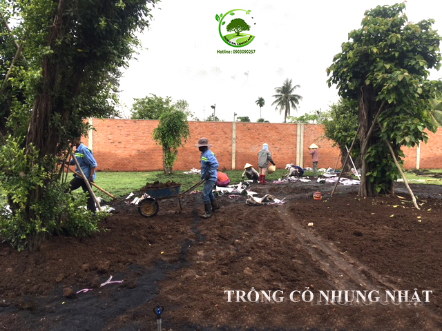 dich-vu-trong-co-tu-nhien