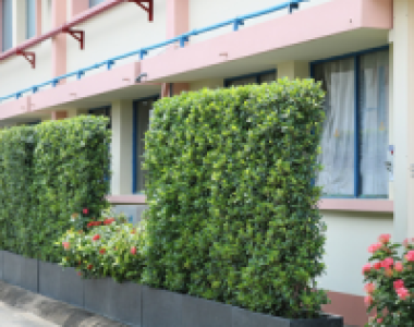 Cung cấp - Thi Công Tường Cây xanh, Si, Gừa