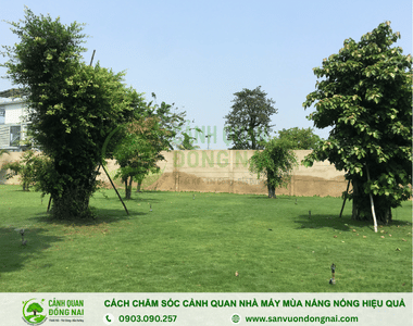 Cách chăm sóc cảnh quan nhà máy mùa nắng nóng hiệu quả