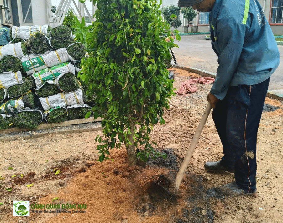 Cây xanh trong khu vực nhà máy, nhà xưởng