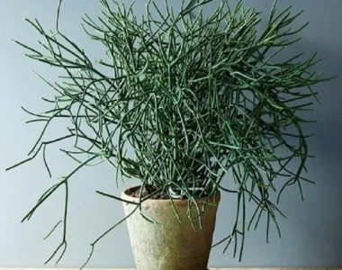 Trồng cây xương cá: Bí quyết xanh hóa không gian sống với loài cây độc đáo