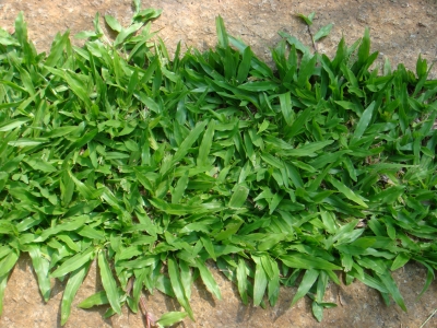 Cỏ gừng Thái 1