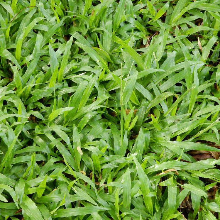 Cỏ lá gừng
