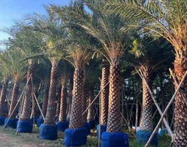 Kỹ thuật trồng và chăm sóc cây xanh bóng mát đúng chuẩn