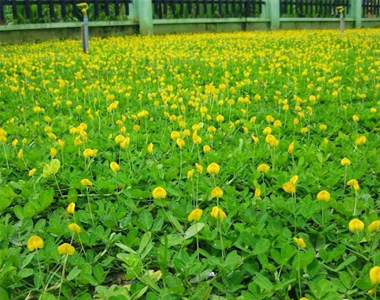 Cỏ Đậu Phộng (Cỏ lạc)