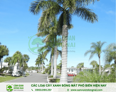 Các Loại Cây Xanh Bóng Mát Phổ Biến hiện nay