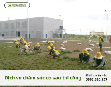 Dịch vụ chăm sóc cỏ sau thi công