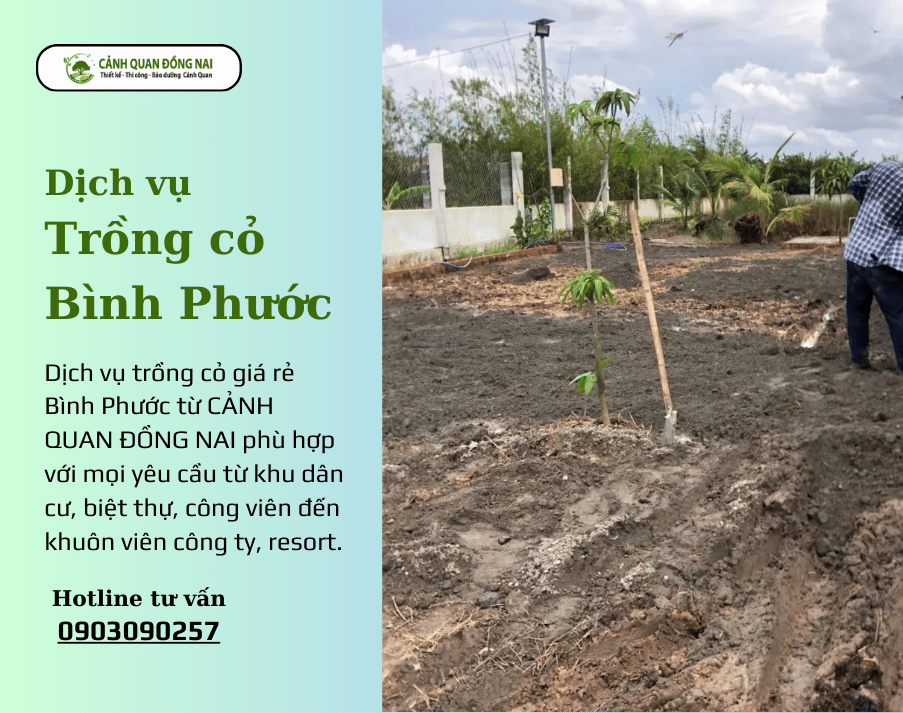 dich-vu-trong-co-binh-phuoc