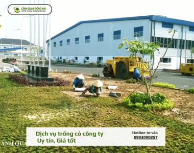 Dịch vụ trồng cỏ công ty