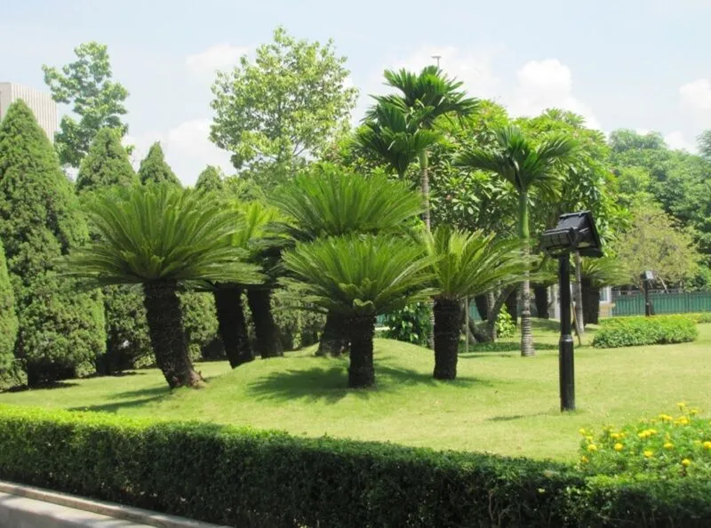 Dịch vụ trồng cỏ công viên