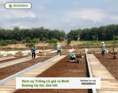 Dịch vụ Trồng cỏ giá rẻ Bình Dương