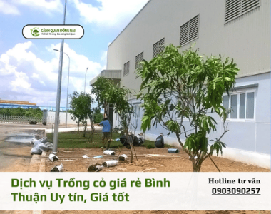 Dịch vụ Trồng cỏ giá rẻ Bình Thuận Uy tín, Giá tốt