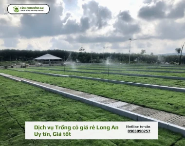 Dịch vụ Trồng cỏ giá rẻ Long An