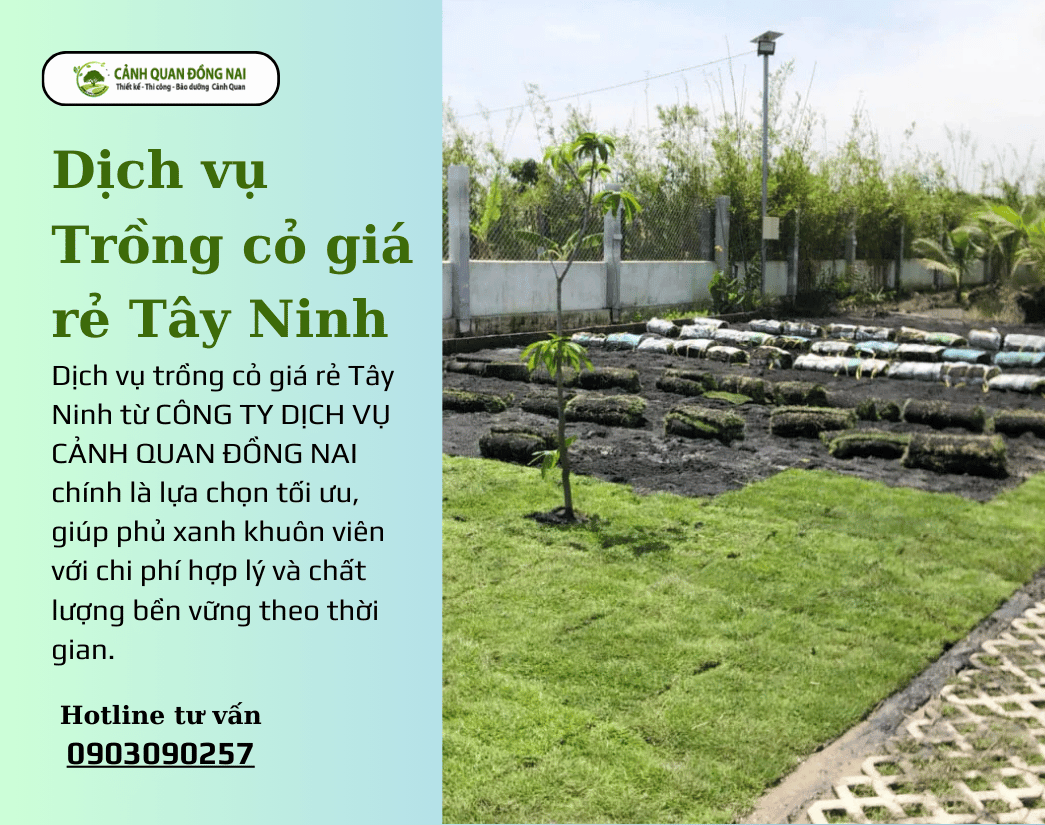 Dịch vụ trồng cỏ giá rẻ Tây Ninh 1
