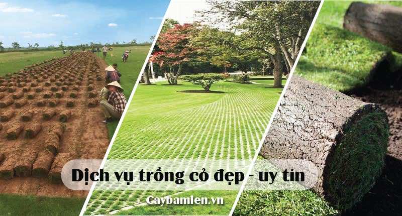 dich-vu-trong-co-uy-tin