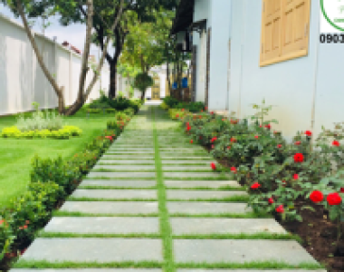 Trồng Cỏ Nhung Nhật trải thảm biệt thự Vườn Xoài nhà anh Tú