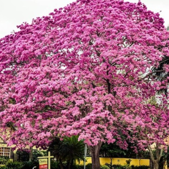 Cây Chuông Hồng